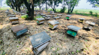 Read more about the article Beekeeping Management During the Summer Season and Hot Atmosphere
