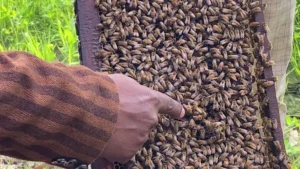Read more about the article Innovative Bee Nutrition Solutions: Feeding the Future of Beekeeping