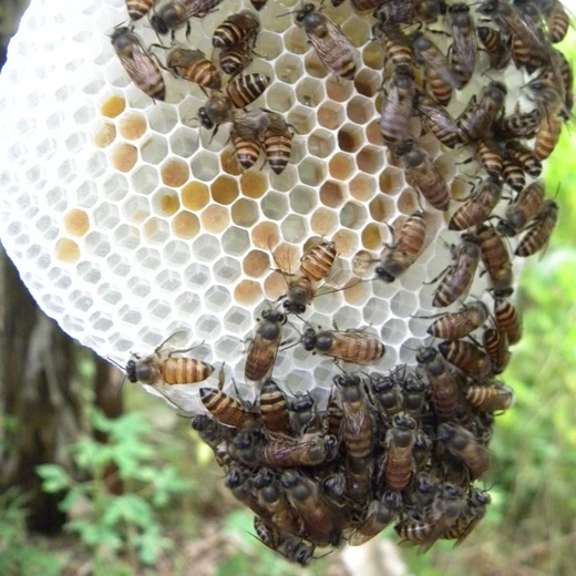 Bee Keeping Slider